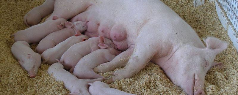 猪仔养多久可以成为母猪