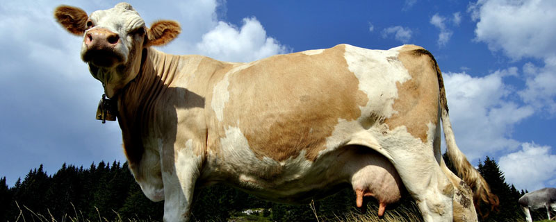 牛一天吃多少精饲料