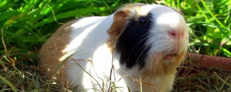 荷兰猪突然死亡的原因,荷兰猪怀孕多久生