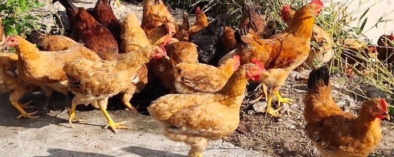 养鸡最快的方法增肥,雏鸡开口用什么药效果最佳