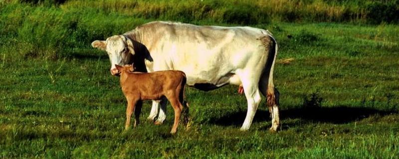 牛打栏怎么看最准,一个周期是多少天