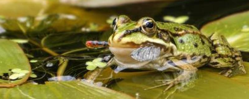 青蛙一年可以捕捉大约几只害虫，青蛙卵孵化需要几天，生长周期是几个月