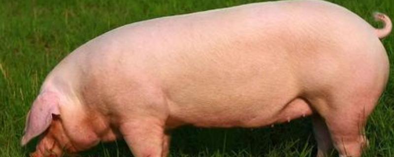 母猪促排3号怎样使用,胎衣不下来怎么办