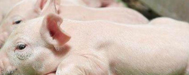 仔猪重度腹泻速治妙招,生下二天腹泻是什么原因