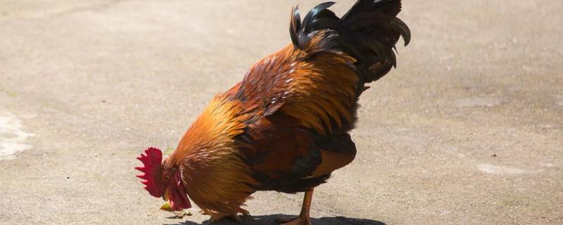 公鸡的特征和特点,尾巴能干什么
