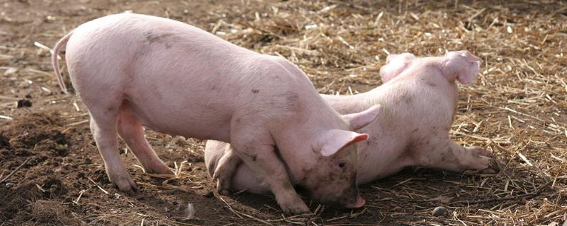 猪咬耳朵是什么原因,怎么治疗，肿大是什么原因