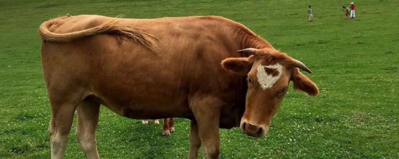 牛的生活环境和特点,牛吃的草种有哪些