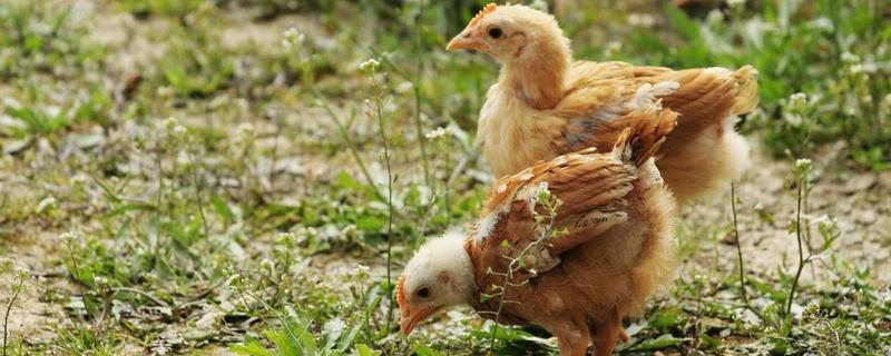 为什么给小鸡断嘴,什么时候剪嘴合适