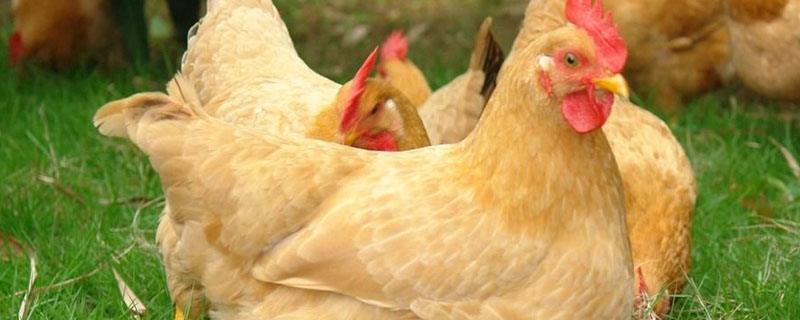 除草剂对鸡有危害吗