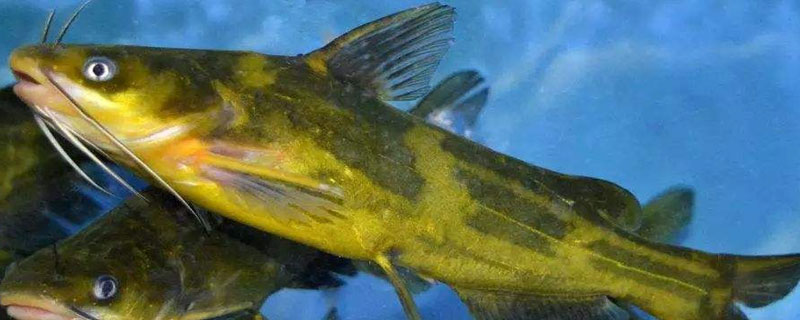 黄颡鱼常见疾病与防治