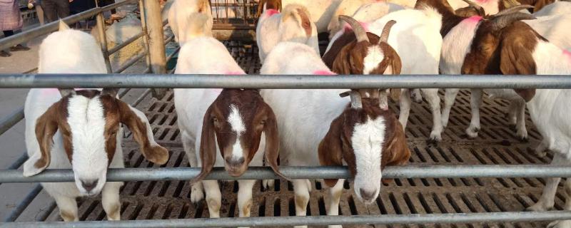 怎样养羊长得快,养50只羊一年吃几亩玉米秸秆