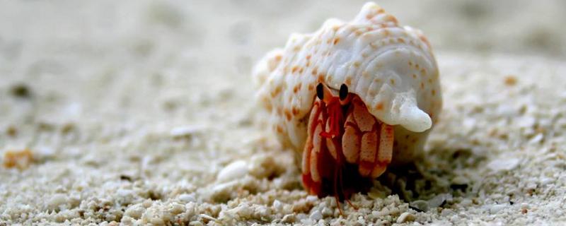 寄居蟹吃什么食物，是怎么形成的