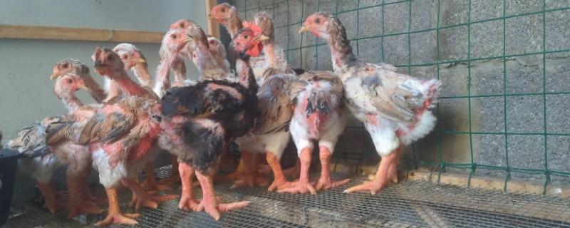 东涛鸡为什么不普及,好不好养