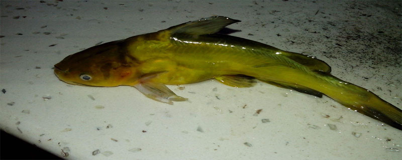 黄颡鱼跟黄辣丁的区别