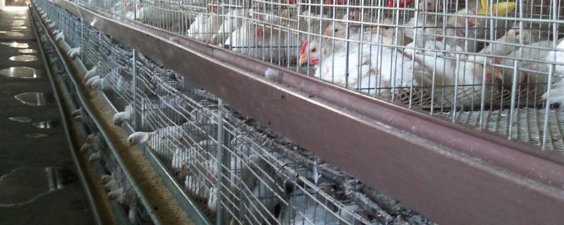 45天笼养肉鸡养殖技术,附养肉鸡的利润与成本