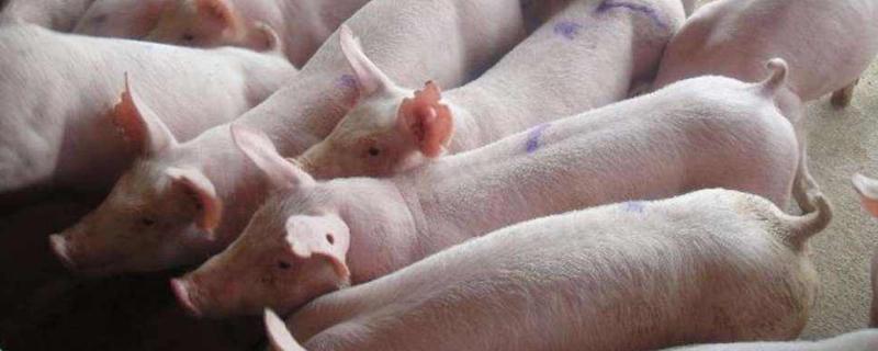 怎么养猪省钱长得又快,喂什么添加剂长得快