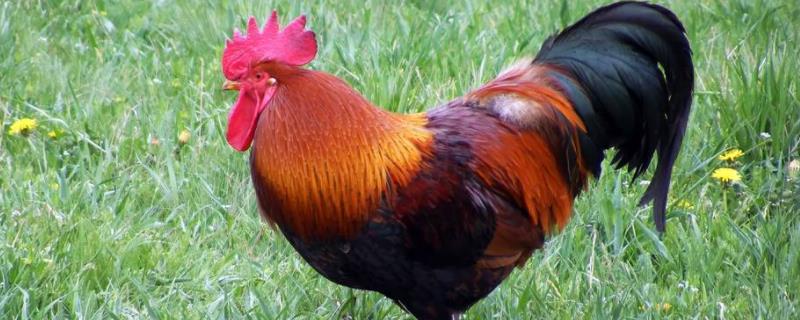 鸡有尾巴吗,鸡的喙像镊子还是钳子