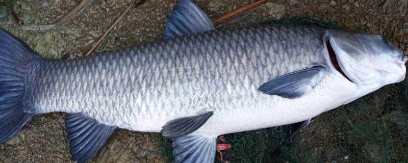 青鱼路亚用什么饵