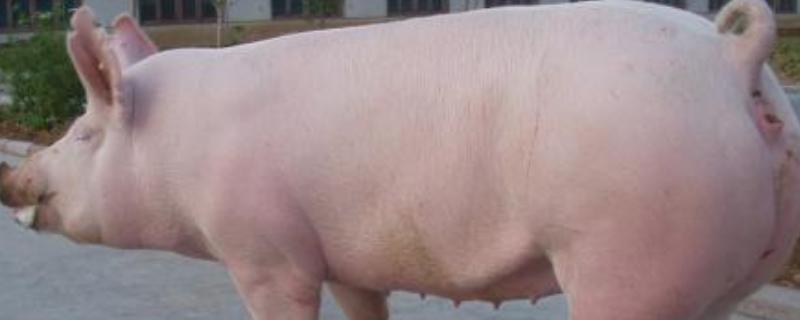 猪瘟的症状及治疗,出现猪瘟后多久可以再养