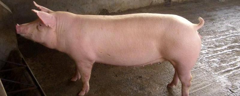 怀孕母猪能打乙脑疫苗吗,不能吃什么食物