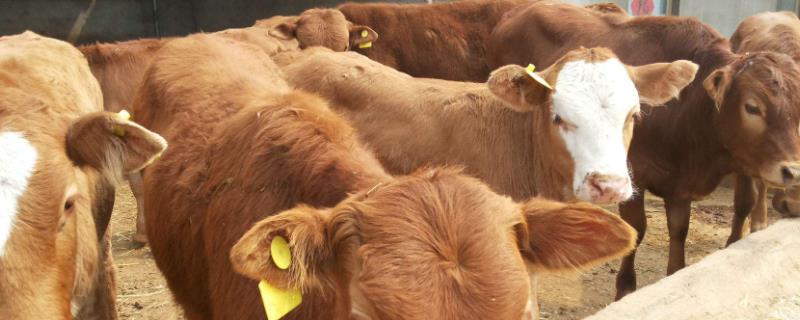 新手养牛的风险有多大,养牛和养猪的风险哪个大