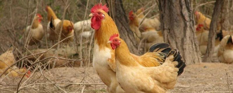养鸡产业如何三产融合,大野鸡抓回来能养活吗