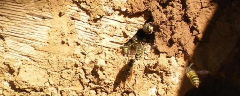 寻找青米蜂的最佳办法,能人工养殖吗?怎么养