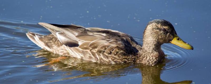 鸭子背上脱毛怎么回事,为什么互相啄毛吃