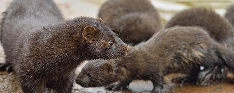 松貂和水貂有什么区别,可以人工养殖吗