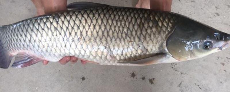 脆肉皖鱼是怎么养出来的,和草鱼有什么区别
