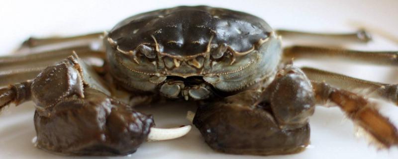 河蟹吃什么能养活家里，为什么饲料好