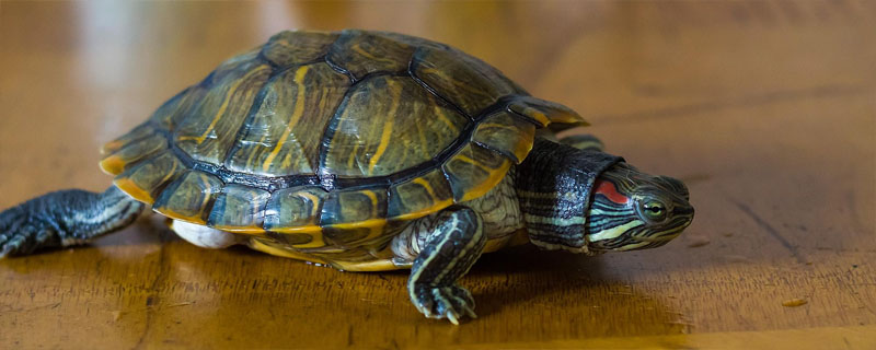 乌龟翘甲的原因是什么