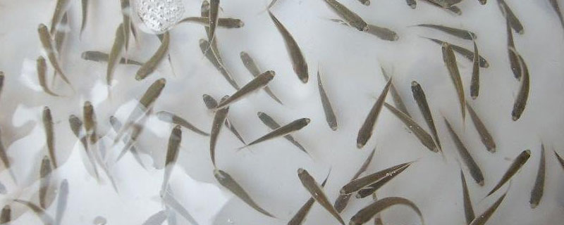 em菌能长期拌食喂鱼吗