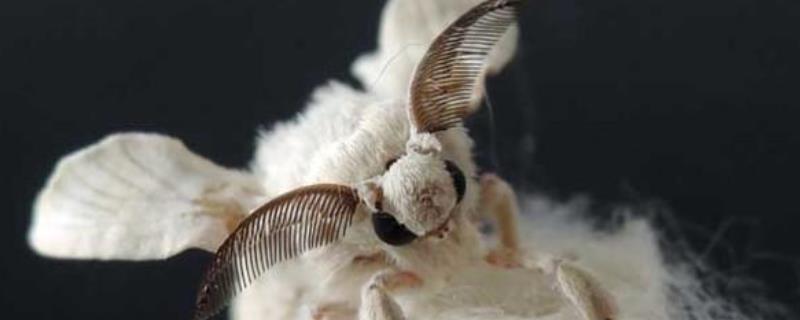 雄蚕蛾活性物质,蚕蛾是益虫还是害虫