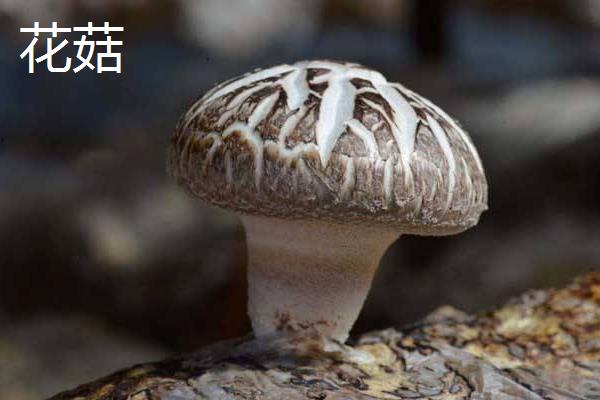 花菇和香菇的区别是什么 花菇是香菇吗