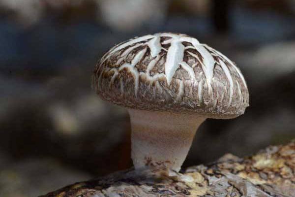 花菇产地在哪里 花菇什么季节上市
