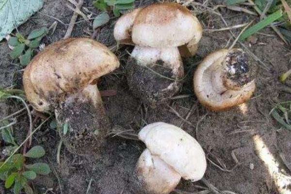 新鲜杨树菇怎么保存 怎么制作杨树菇干