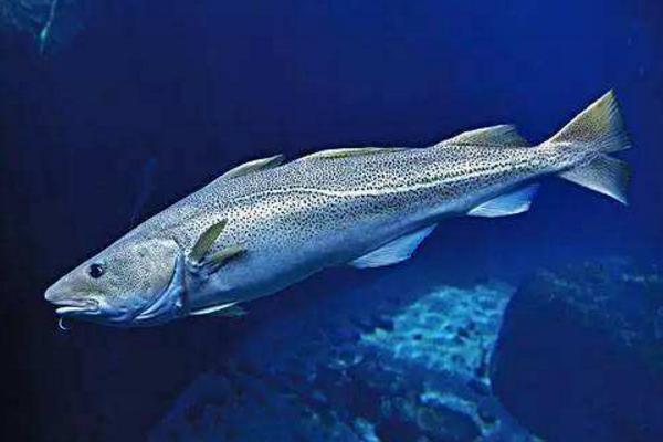 银鳕鱼和鳕鱼的区别是什么 银鳕鱼是海鱼吗