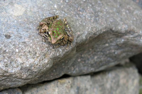 石蛙是国家保护动物吗？
