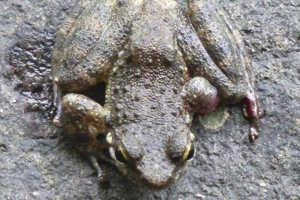 石蛙是国家保护动物吗？