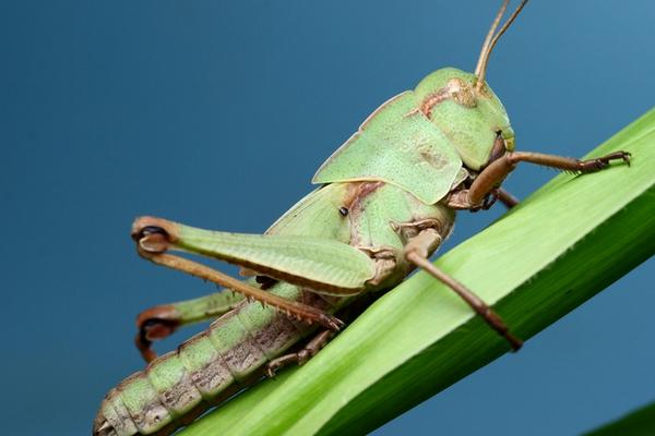 蝈蝈vs蝗虫图片