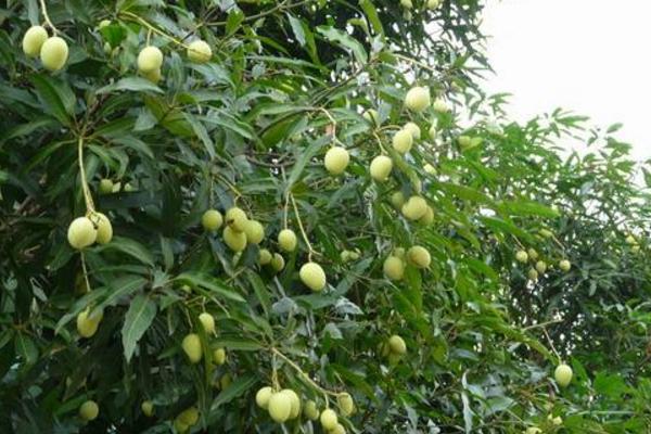 扁桃树和芒果树的区别是什么 扁桃树果子能吃吗