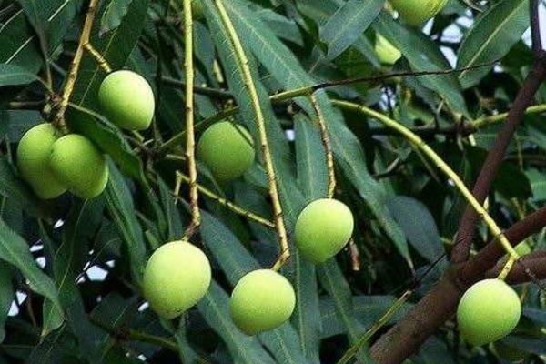 扁桃树和芒果树的区别是什么 扁桃树果子能吃吗