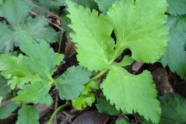 鸭儿芹是水芹菜、欧芹还是香菜 鸭儿芹在中国叫什么