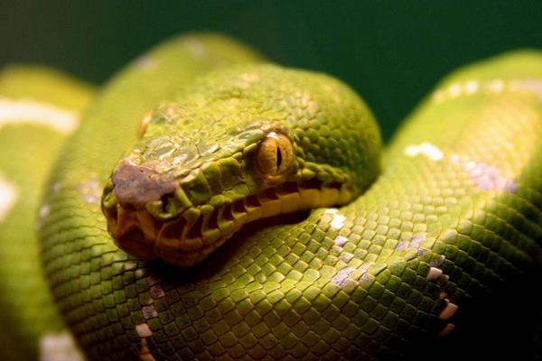 世界上最小的蛇是什么蛇 蛇有多少种