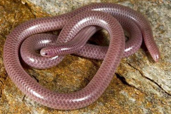 世界上最小的蛇是什么蛇 蛇有多少种