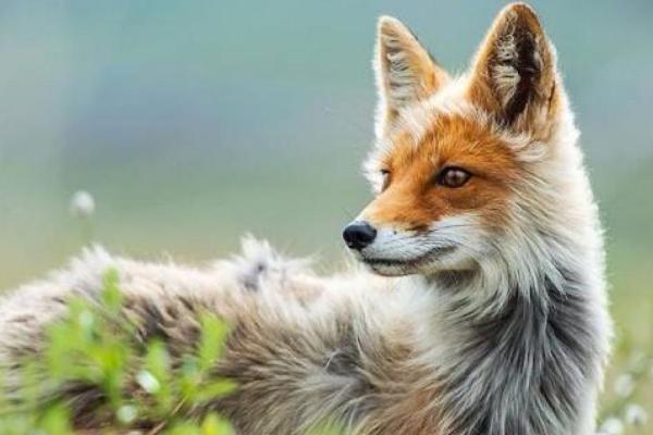 狐狸精真的存在吗 传说中的狐狸精是怎么形成的