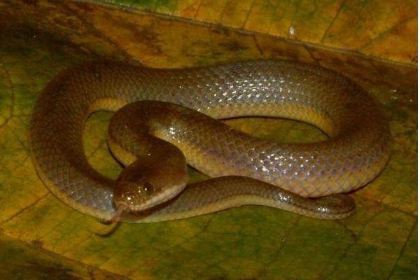水蛇有毒吗 水蛇能吃吗 水蛇汤的做法