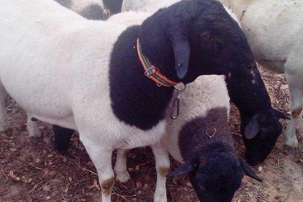 杜泊绵羊一年下几个羊羔 黑头杜泊羊几代最好