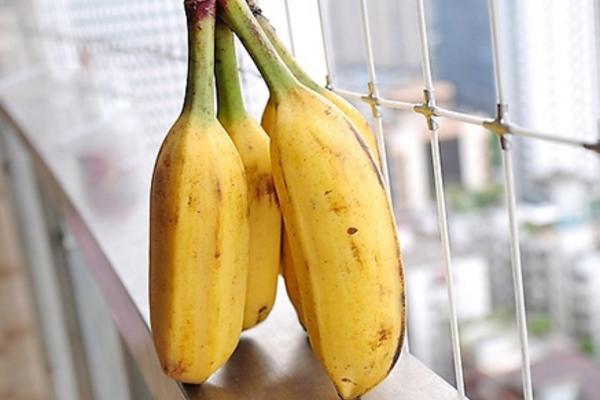 芭蕉什么时候成熟上市 芭蕉是几月的水果